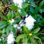 Rhododendron ferrugineum Natur