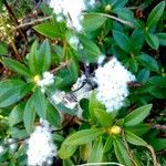 Rhododendron ferrugineum عادت داشتن