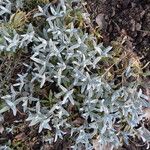 Cerastium biebersteinii Blad