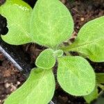 Petunia x atkinsiana ഇല
