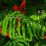 Delonix regia Deilen