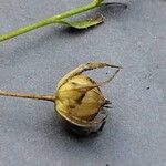 Linum grandiflorum Plod