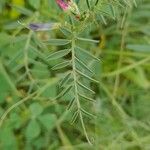 Vicia monantha برگ