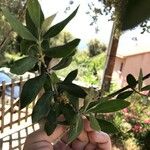 Olea europaeaLeht