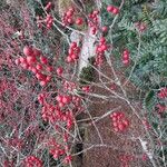 Ilex verticillata Plod