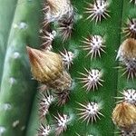 Cleistocactus spp. Flower