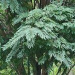 Albizia carbonaria Likasa