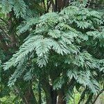 Albizia carbonaria Feuille