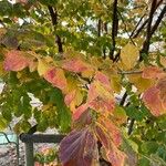 Parrotia subaequalis Hoja