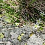Arenaria biflora ফুল