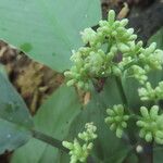 Psychotria panamensis Maua