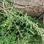 Asparagus acutifolius Frucht