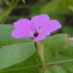 Eudianthe coeli-rosa Flower