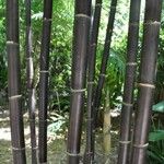 Bambusa lako چھال