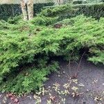 Chamaecyparis thyoides Habit