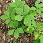 Arisaema amurense आदत