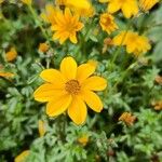 Bidens ferulifolia Virág