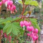 Dicentra formosa 花