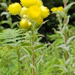 Helichrysum foetidum ശീലം