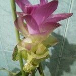 Curcuma aromatica Kwiat