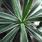 Agave vivipara Foglia