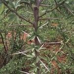 Gymnosporia buxifolia Bark