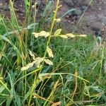 Eragrostis superba Blüte