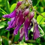 Hedysarum hedysaroides Flower