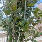 Quercus faginea Hostoa