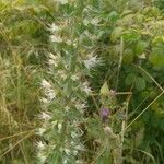 Echium italicum Цвят