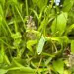 Avenula pubescens Leaf