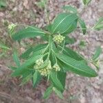 Senecio cacaliaster ফুল