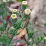 Conyza bonariensis 花