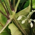 Clematis virginiana Corteza