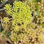 Crithmum maritimum Fruit