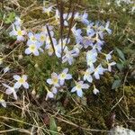 Houstonia serpyllifolia Leaf