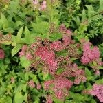 Spiraea japonicaFlower