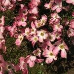 Cornus florida Floare