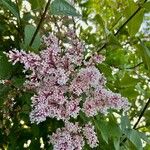 Syringa josikaeaCvet