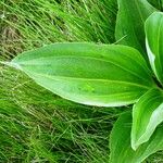 Gentiana lutea List