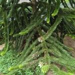 Araucaria araucanaBlatt