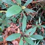 Rhododendron maximum Листок
