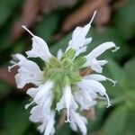 Salvia nemorosa Квітка