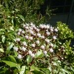 Ageratina ligustrina Цвят