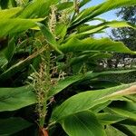 Alpinia galanga Flower
