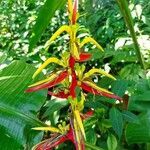 Heliconia lingulata Flor