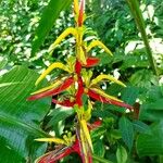 Heliconia lingulata Květ