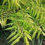 Rhus glabra Hoja