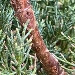 Juniperus scopulorum Bark