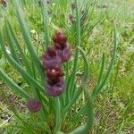 Allium atrosanguineum Flower